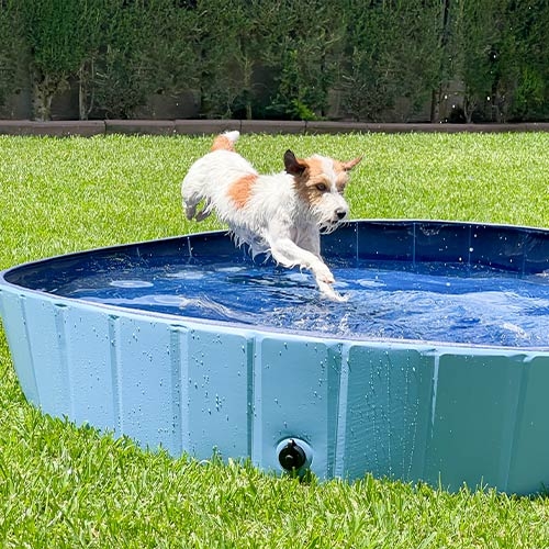 dog swimming pool wepet cão