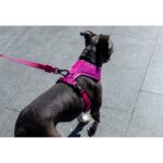 Zee.Dog Peitoral Ajustável Pink Led - Image 7