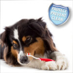 BEAPHAR PACK DENTAL PASTA 100 GR + ESCOVAWEPET CÃO GATO