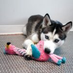 KONG KNOTS TWISTS WEPET BRINQUEDO CÃO