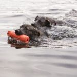 Kong Training Dummy L - Image 3