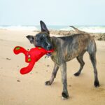kong belly flops lobster