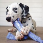 KONG SIGNATURE CRUNCH ROPE DOUBLE PUPPY MD/LG (SKK22E) WEPET BRINQUEDO CÃO PUPPY