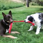 KONG SIGNATURE CRUNCH ROPE SINGLE SM (SKK31E) WEPET BRINQUEDO CÃO