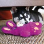 KONG SNUZZLES BUNNY MD (SNZ24E) WEPET BRINQUEDO CÃO