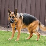 Kong Extreme Ball com Corda L - Image 3