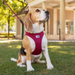 PEITORAL CURLI CLASP AIR MESH ROSA FUSCIA WEPET CÃO