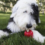KONG ZIGGIES ENHANCED WEPET CÃO