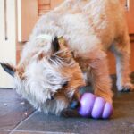 Kong Senior - Image 4