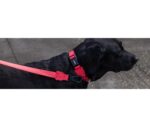 Zee.Dog Trela Neon Coral - Image 6
