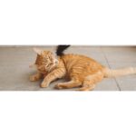 Zee.Cat Teaser Toy - Image 8
