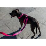 Zee.Dog H-Harness Pink Led - Image 5