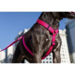 Zee.Dog H-Harness Pink Led - Image 4