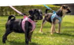 KIT PEITORAL + TRELA PUPPY CURLI AIR MESH WEPET CÃO