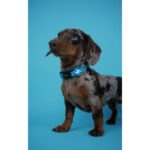 Dashi Collar Solid Sky Blue - Image 6