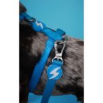 DASHI SOLID SKY BLUE COLLAR WEPET