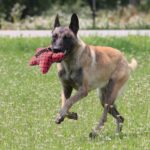 KONG MAXX STAR S/M (LMX32E) WEPET CÃO