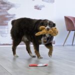 KONG COMFORT PUPS GOLDIE M (RCP21E) wepet cão