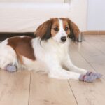 Meias para Cão (2 unidades) - Image 7