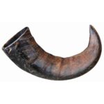 Corno de Búfalo para Mascar - Image 2