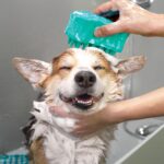 ZOOMGROOM BUBBLES LG WEPET