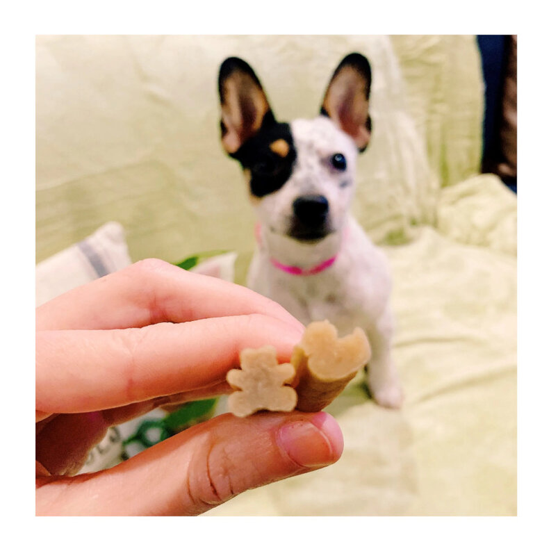 Whimzee Snack Puppy - Image 5