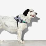 Zee.Dog Urban FlyHarness - Image 8