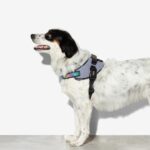 Zee.Dog Urban FlyHarness - Image 4