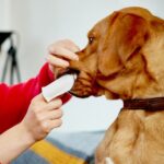 Vet's Best Toalhitas de Limpeza Oral 50un - Image 2