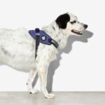 Zee.Dog Wicked FlyHarness - Image 8