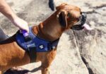 Zee.Dog Wicked FlyHarness - Image 2